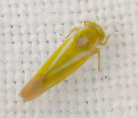 Alebra albostriella (Fallen 1826)