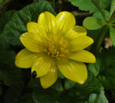 Caltha palustris L.