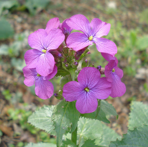 Lunaria annua L.