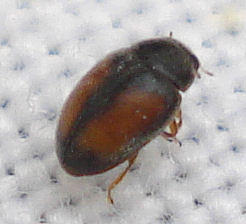 Nephus (Nephus) redtenbacheri (Mulsant 1846)